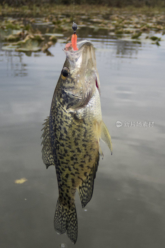 Crappie Jig钩在嘴是翻车鱼锅鱼